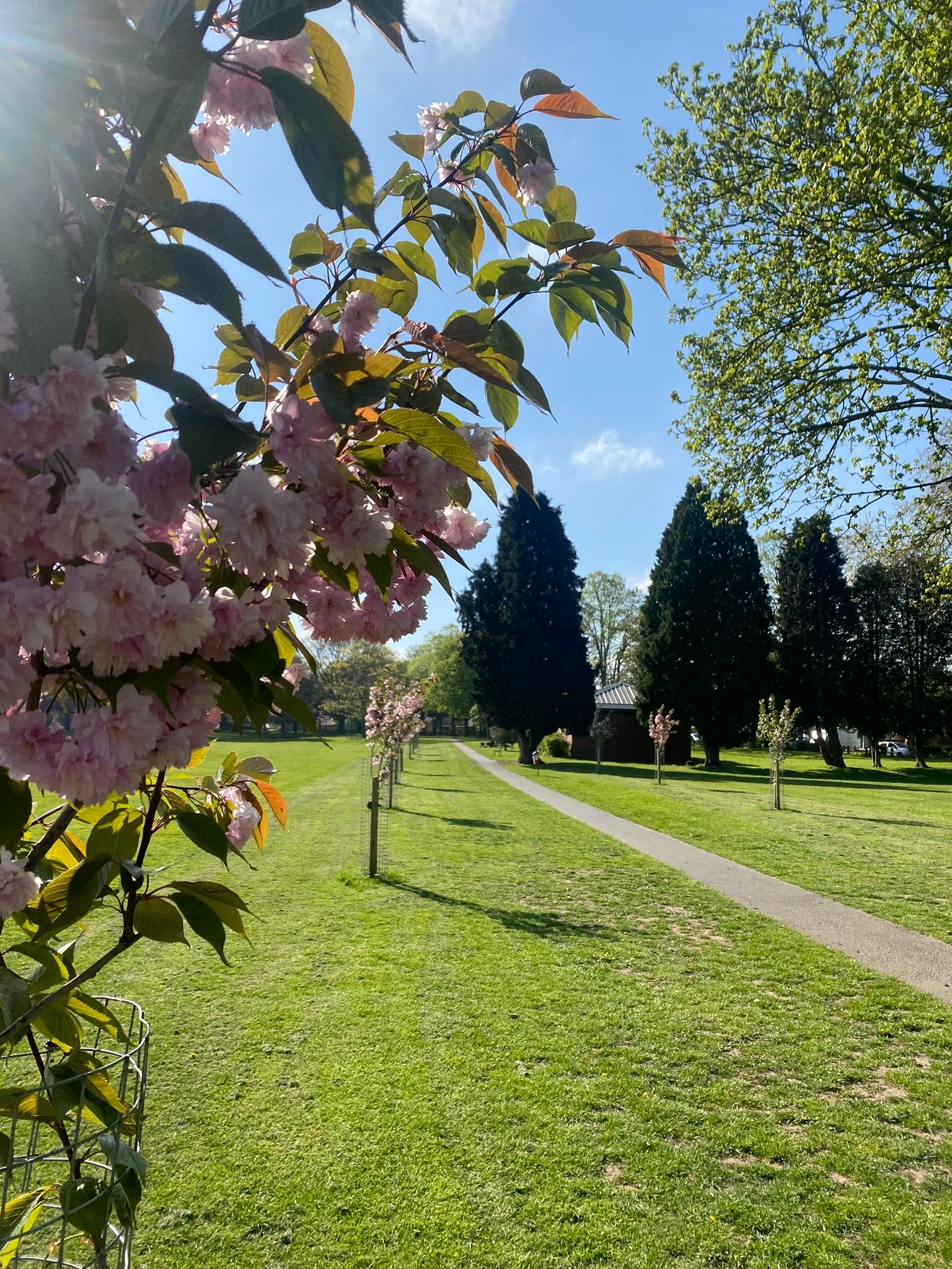 pink blossom tree in the foreground a path and more small blossom trees behind